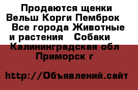 Продаются щенки Вельш Корги Пемброк  - Все города Животные и растения » Собаки   . Калининградская обл.,Приморск г.